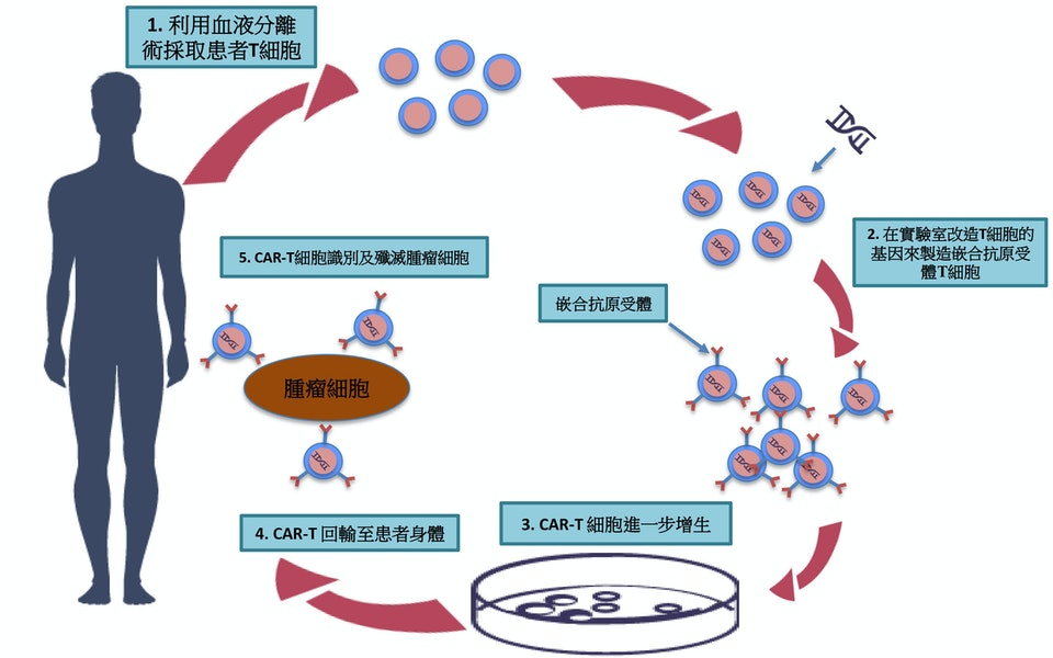 CAR-T細胞免疫療法（癌症療法）的作用原理